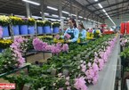 Da Lat - hub of flower exports