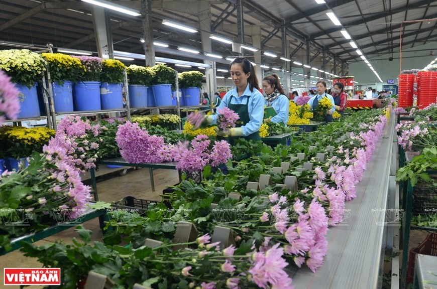 Da Lat - hub of flower exports