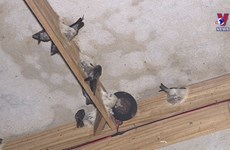 Bird’s nest tours in HCM City wow visitors