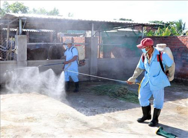 VN Health Ministry calls for drastic measures to control dengue fever