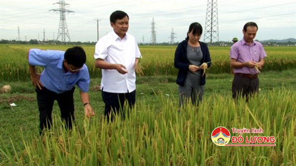 VN develops new rice variety for flood and drought-prone areas