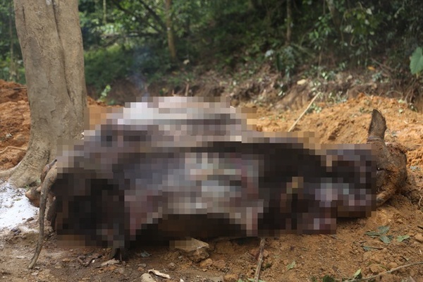 Đàn trâu trăm triệu bỗng dưng lăn đùng ra chết ở Hà Nội