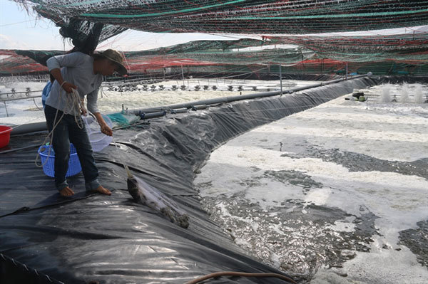 High-tech shrimp breeding yields high profits for Vietnamese farmers
