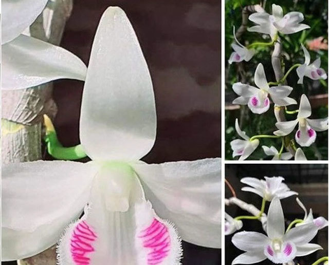 Đua nhau bịa giá trên trời, người chơi lan khiến thị trường náo loạn
