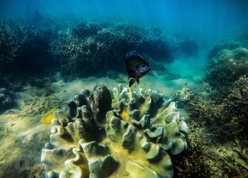 Beauty of coral reefs in Ninh Thuan