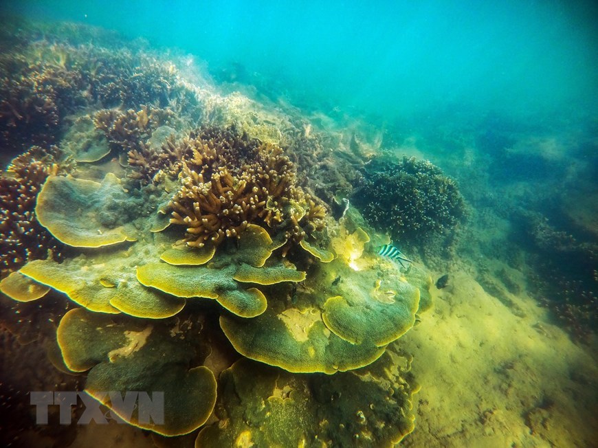 Beauty of coral reefs in Ninh Thuan