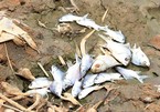 Ruộng đồng nứt toác, cá chết trắng bờ sông vì nắng gắt