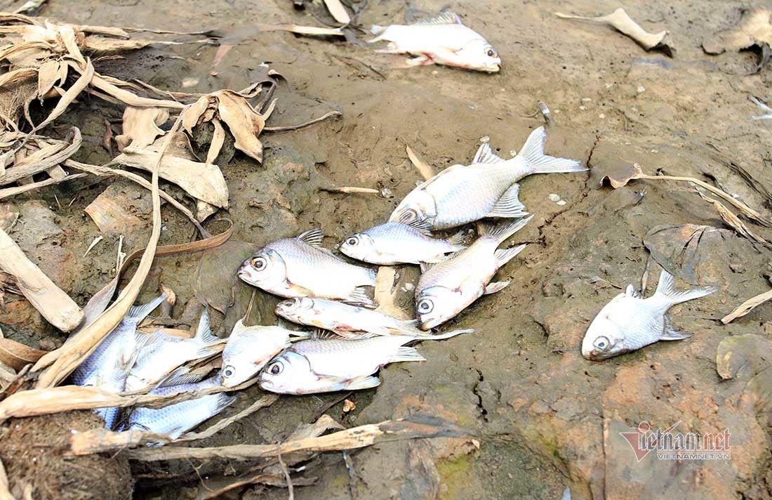Ruộng đồng nứt toác, cá chết trắng bờ sông vì nắng gắt