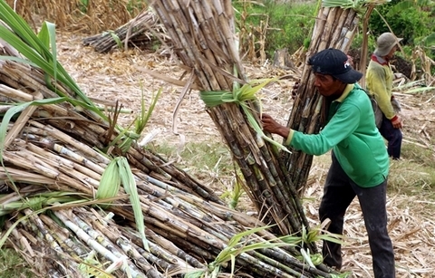 Vietnam initiates anti-dumping investigation on corn syrup