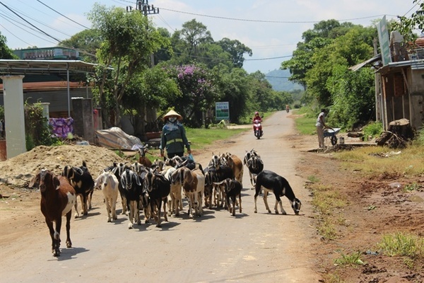 Nông dân Tây Nguyên vươn lên thoát nghèo nhờ nuôi dê Bách Thảo và dê Boer