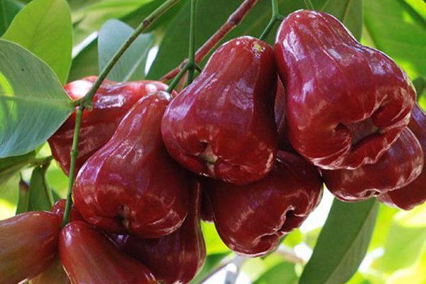 Cải thiện thu nhập nhờ mạnh dạn chuyển sang trồng mận