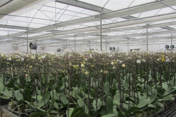 Dân Thôn Bến thoát nghèo bền vững nhờ trồng hoa