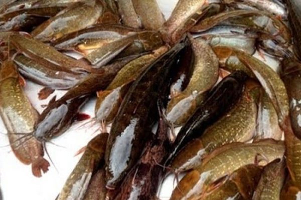 Mô hình tạo việc làm, tăng thu nhập nhờ cá trê vàng ở U Minh thượng