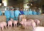 Vietnam aims to be free of African swine fever by 2025
