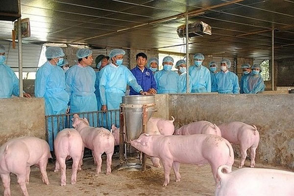 Vietnam aims to be free of African swine fever by 2025