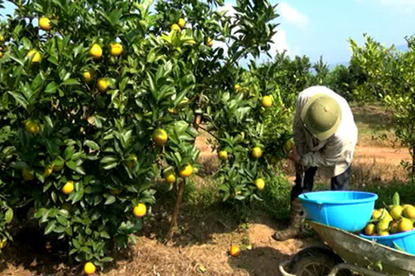 Nông dân huyện Như Xuân xóa đói giảm nghèo nhờ trồng cam