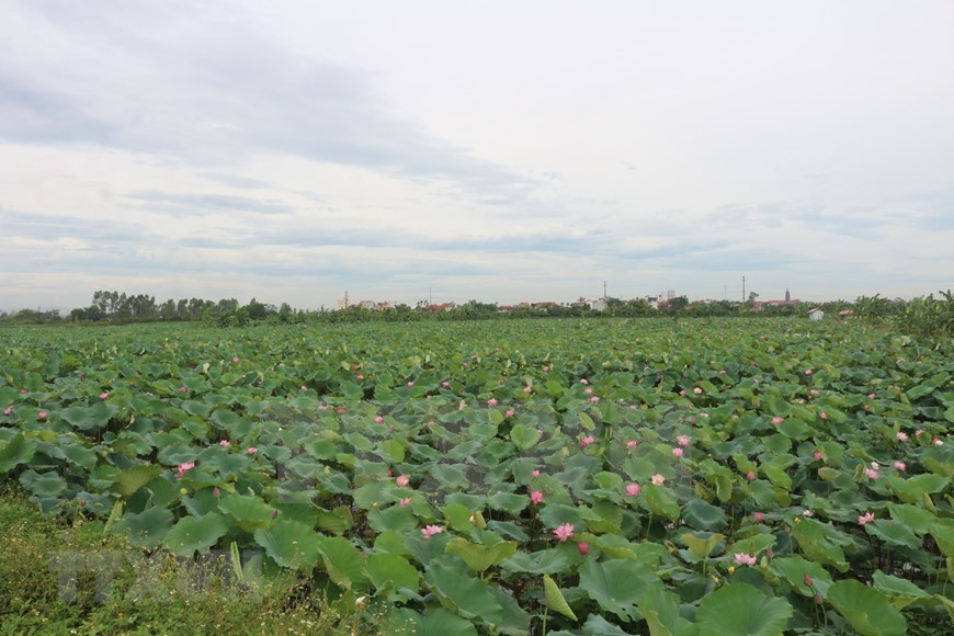 Lotus fields in Ha Nam during harvest season