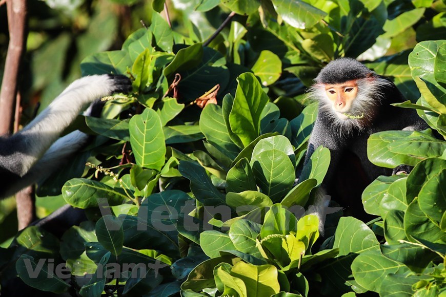 ‘Queen of primates’ through the lens