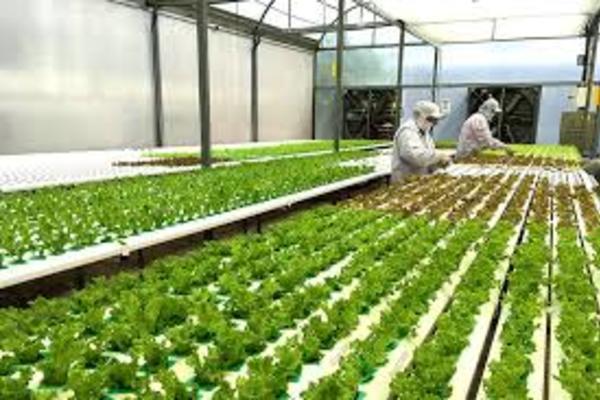 Được tập huấn, bà con phấn khởi rủ nhau làm giàu