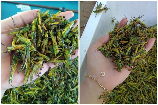 Châu chấu trứng 150 nghìn/kg, muốn ăn phải đăng ký chờ ưu tiên