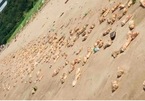 Bí ẩn hàng nghìn chân giò lợn dạt vào bờ biển Trung Quốc