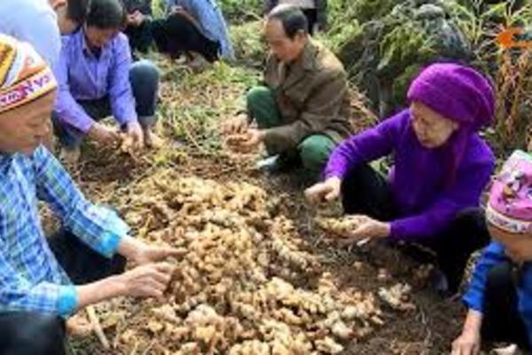 “Nhờ làm theo cán bộ nông nghiệp mà cơ hội đổi đời đến thật rồi!”