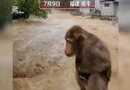 Chùm ảnh động vật khốn đốn trong cảnh lũ lụt ở Trung Quốc