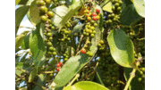 VN Trade Ministry rescues 58 containers of pepper stuck in Nepal