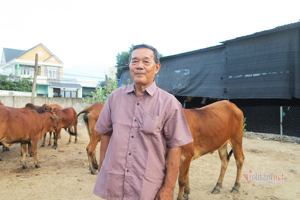 Người đàn ông nghỉ việc nhà nước lập trang trại chăn bò giữa Sài Gòn