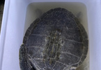 Endangered sea turtle returns to the sea after rescue