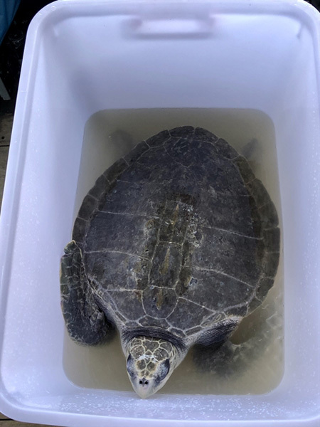 Endangered sea turtle returns to the sea after rescue
