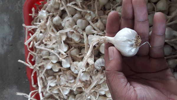 Ly Son Islands' garlic gets GI recognition