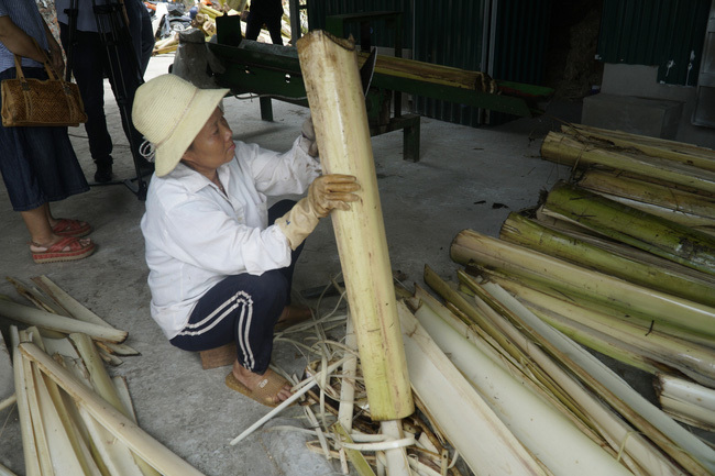 Thân cây chuối tưởng chỉ lợn ăn hoặc bỏ thối nay bán thu triệu USD