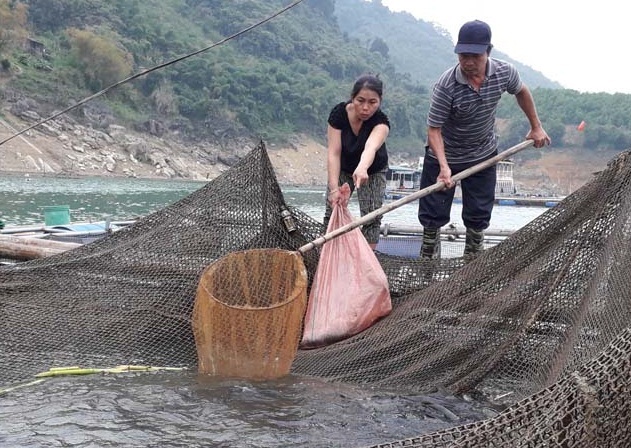 Nuôi cá sạch, dân vùng hồ thủy điện rủ nhau đổi đời