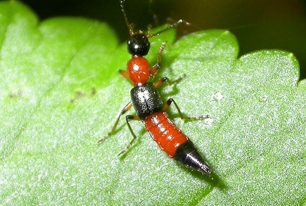 Kiến ba khoang tấn công nhiều người, bác sĩ chỉ cách phân biệt với bệnh zona