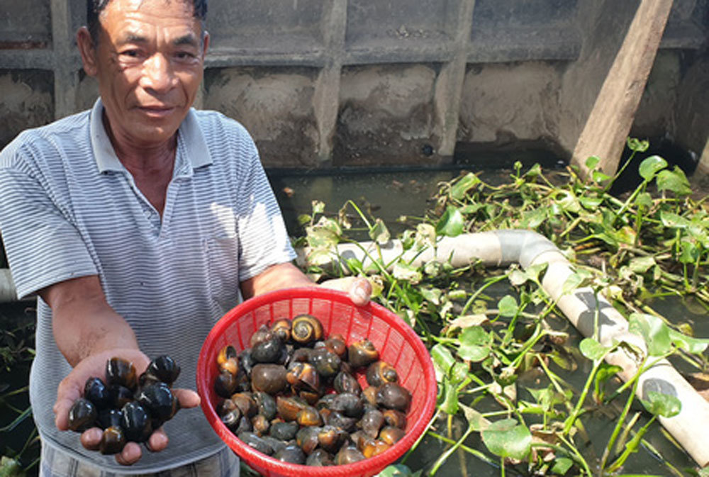 Mô hình nuôi ốc nhồi có thu nhập cao ở xã Mỹ Bằng Yên Sơn