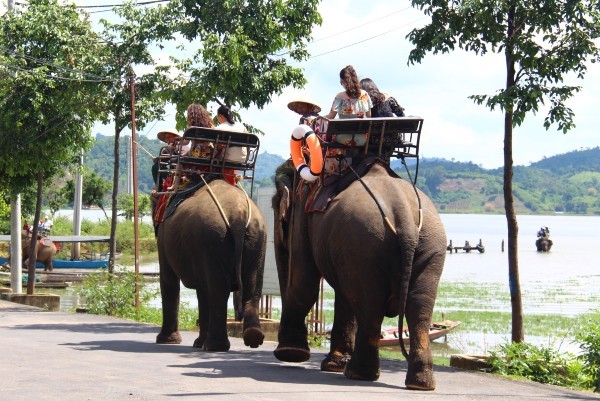 Cưỡi voi, 3 mẹ con du khách bị rớt xuống đất trọng thương