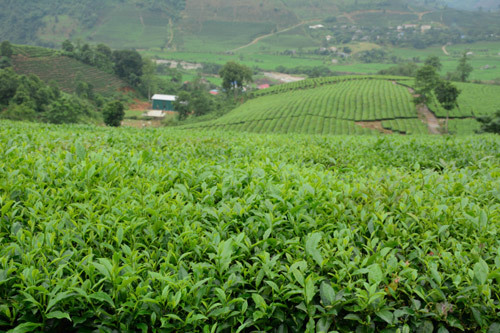 Chè đặc sản, nơi này bán như cho