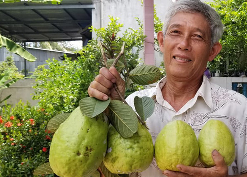 Đồng Tháp: Loại ổi lạ cho trái siêu to, mỗi trái nặng hơn 1kg là chuyện thường