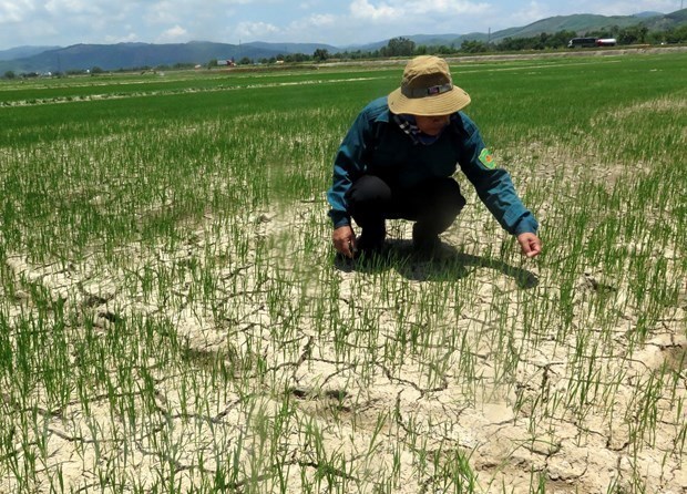 Nearly 55,000 ha of crops in Vietnam's central region hit by drought