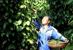 VN unlikely to reach pepper export target this year