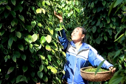 VN unlikely to reach pepper export target this year