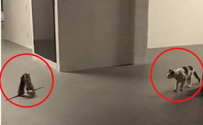 Bất ngờ với cảnh mèo đứng nhìn cuộc chiến giữa hai con chuột