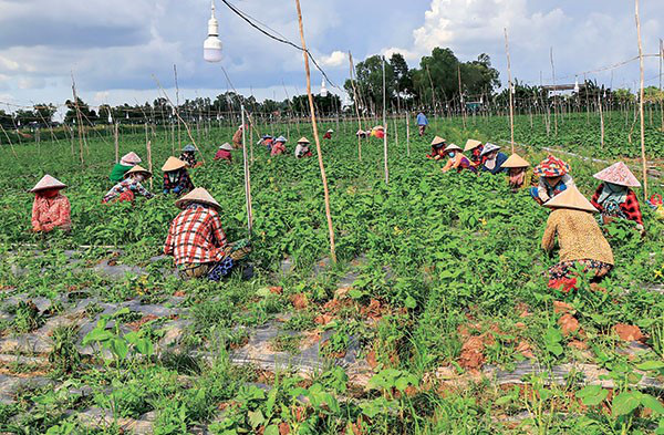 Loại rau đầy chợ Việt Nam, chỉ 1 nghìn đồng/mớ mà ở Hàn phải mua từng lá