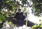 Hundreds of rare primate species found in Vietnam