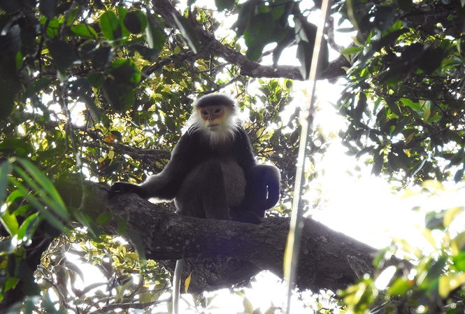 Hundreds of rare primate species found in Vietnam