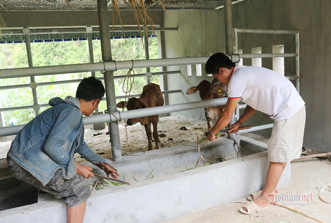 Chi tiết từng hạng mục chuồng bò 236 triệu ở Nghệ An