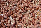 Small cashew nut processors shut down as raw material becomes too expensive