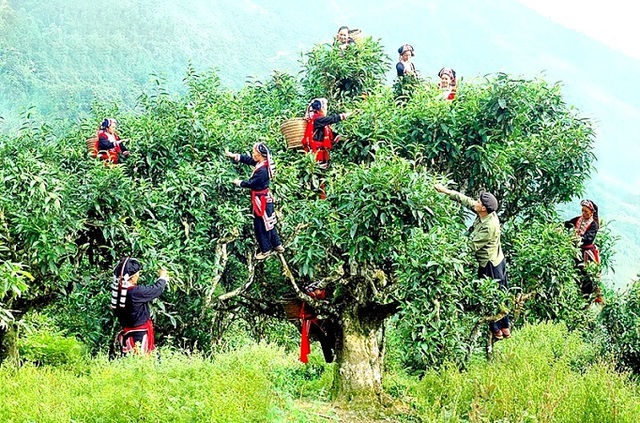 Xuất khẩu chè Shan tuyết cổ thụ 400 năm tuổi sang châu Âu