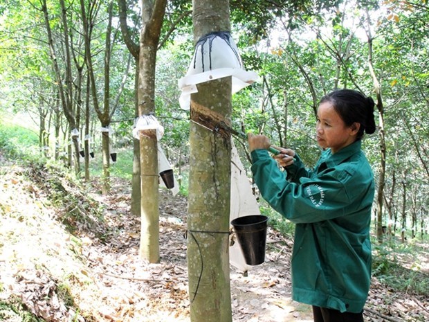 VN rubber companies report lower earnings amid falling rubber prices